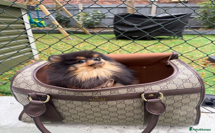Pomeranian dogs - Advert 5