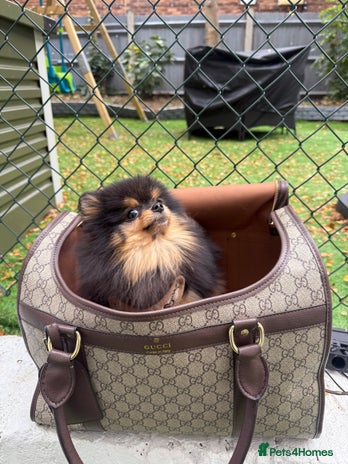 Pomeranian dogs - Advert 1