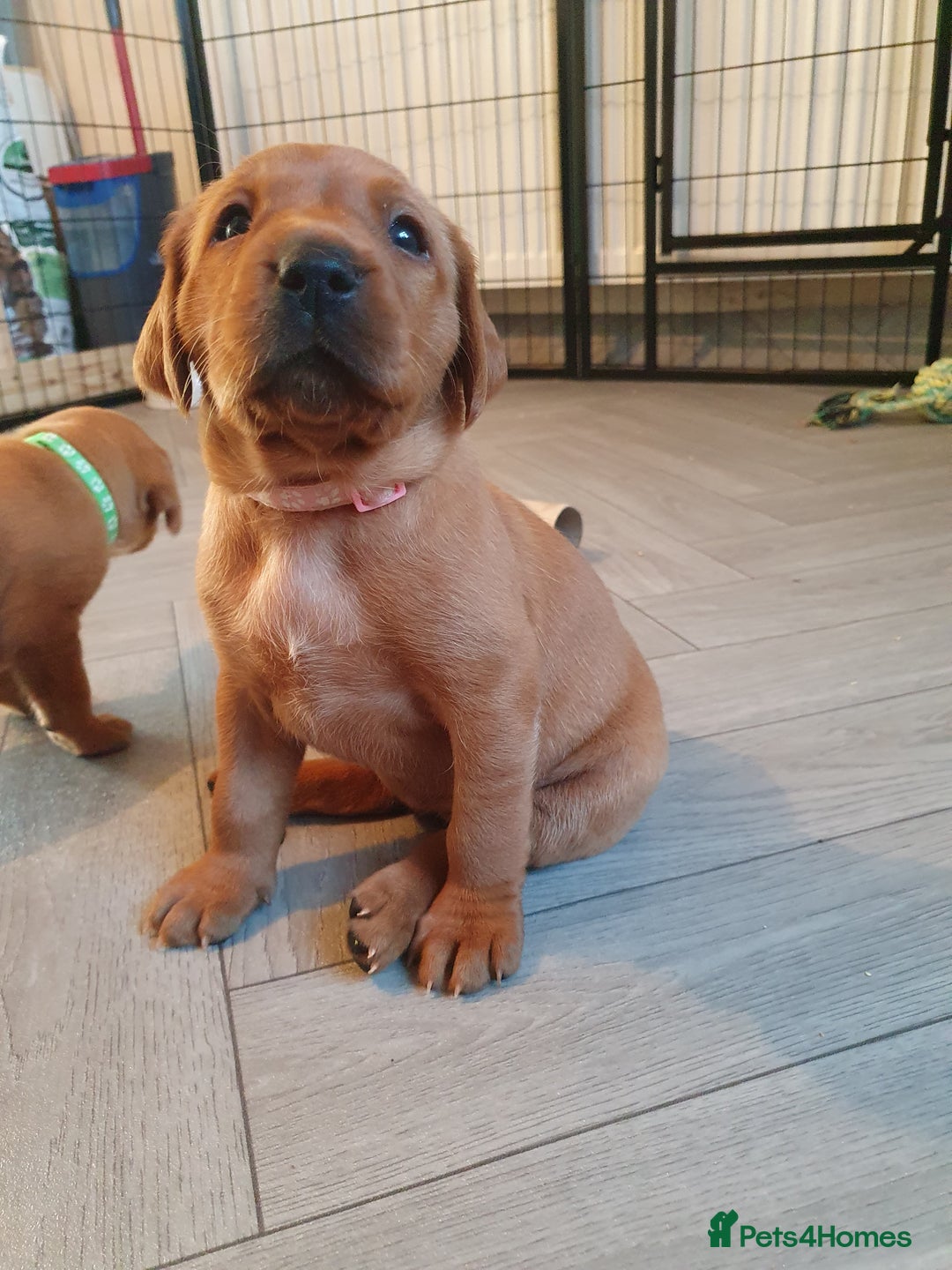 Labrador Retriever dogs for sale: **Only 2 Girls Left** Fox Red Labrador Puppies - Image 26