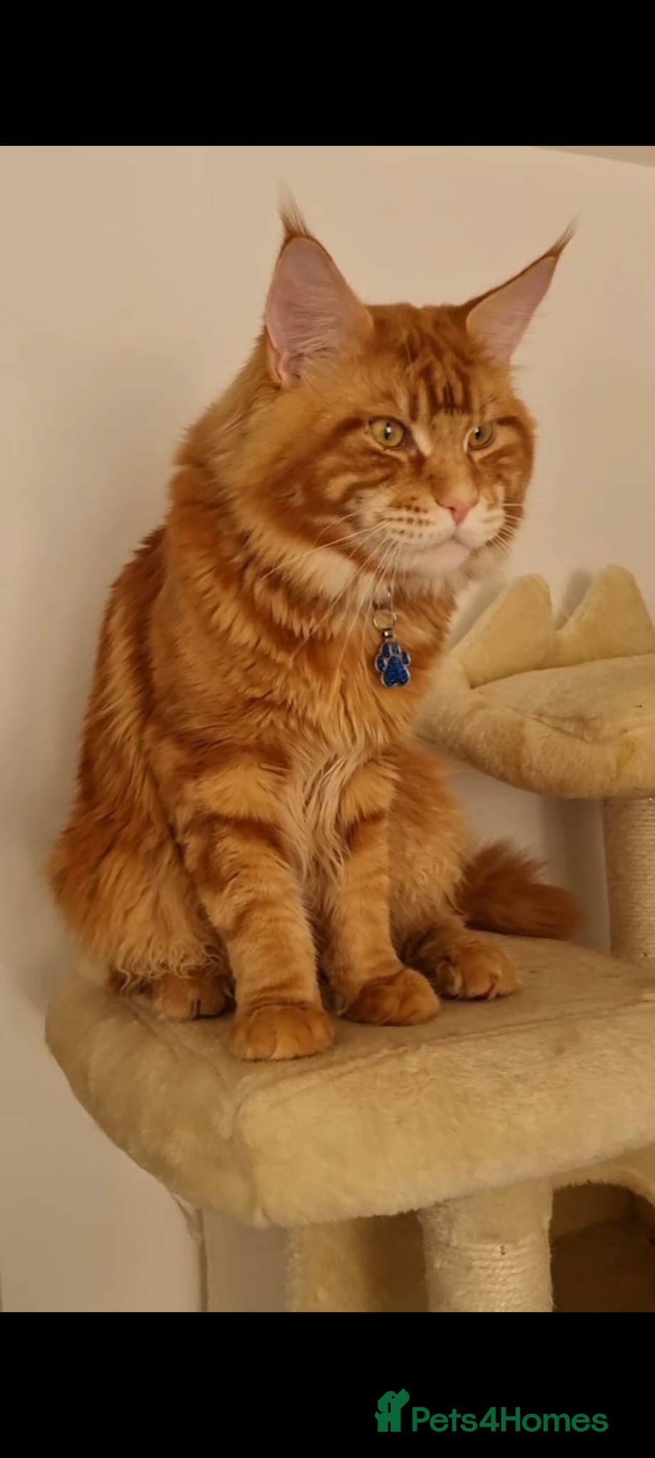 Maine Coon cats Tica Registered Stud available for stud services  - Advert 2