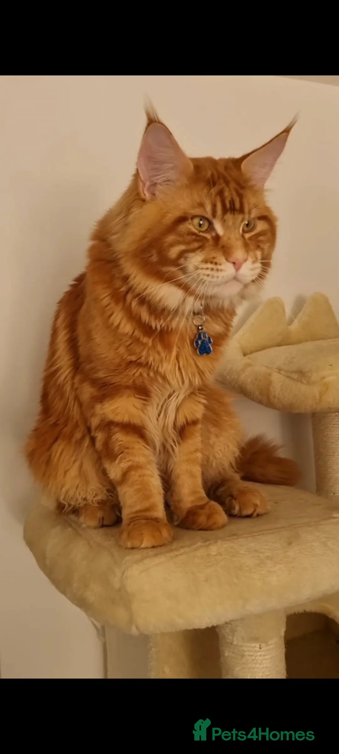 Maine Coon cats for stud: Tica Registered Stud available for stud services  - Advert 2