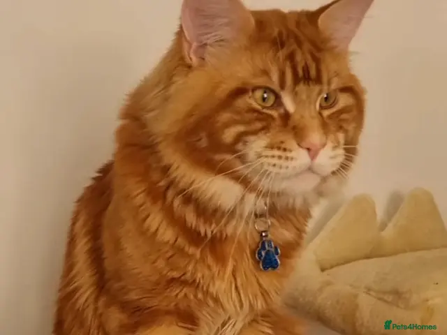 Maine Coon cats for stud: Tica Registered Stud available for stud services - Advert 2