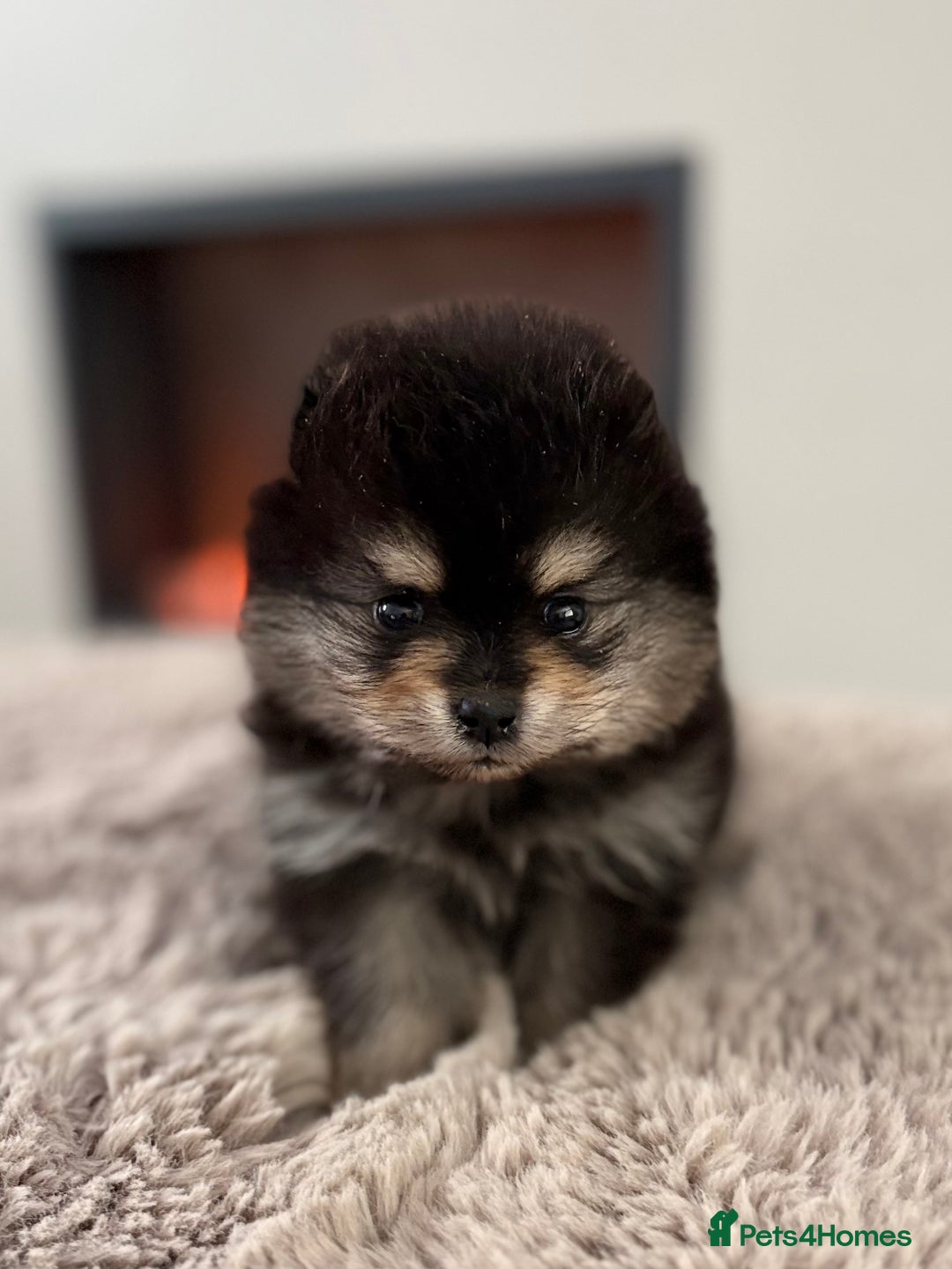 Pomeranian dogs for sale: KC Black&Tan Pom puppies stunning 🤩 🧡🖤 - Image 7