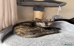 Domestic Shorthair cats for sale: tortoiseshell Kitten  - Image 1