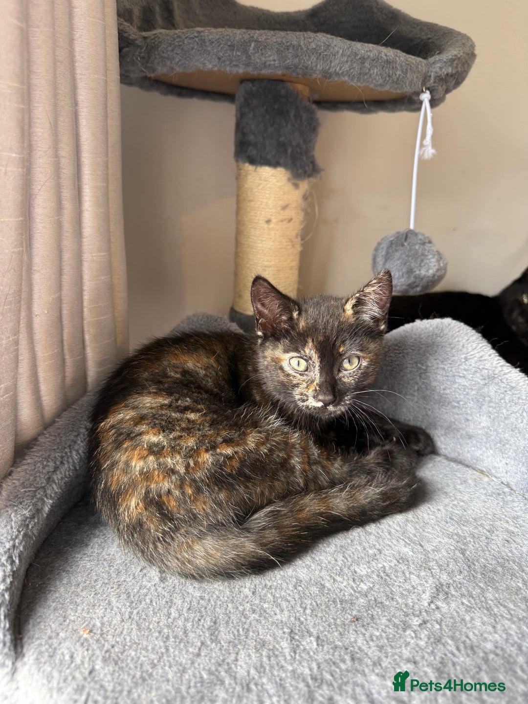 Domestic Shorthair cats for sale: tortoiseshell Kitten  - Image 1