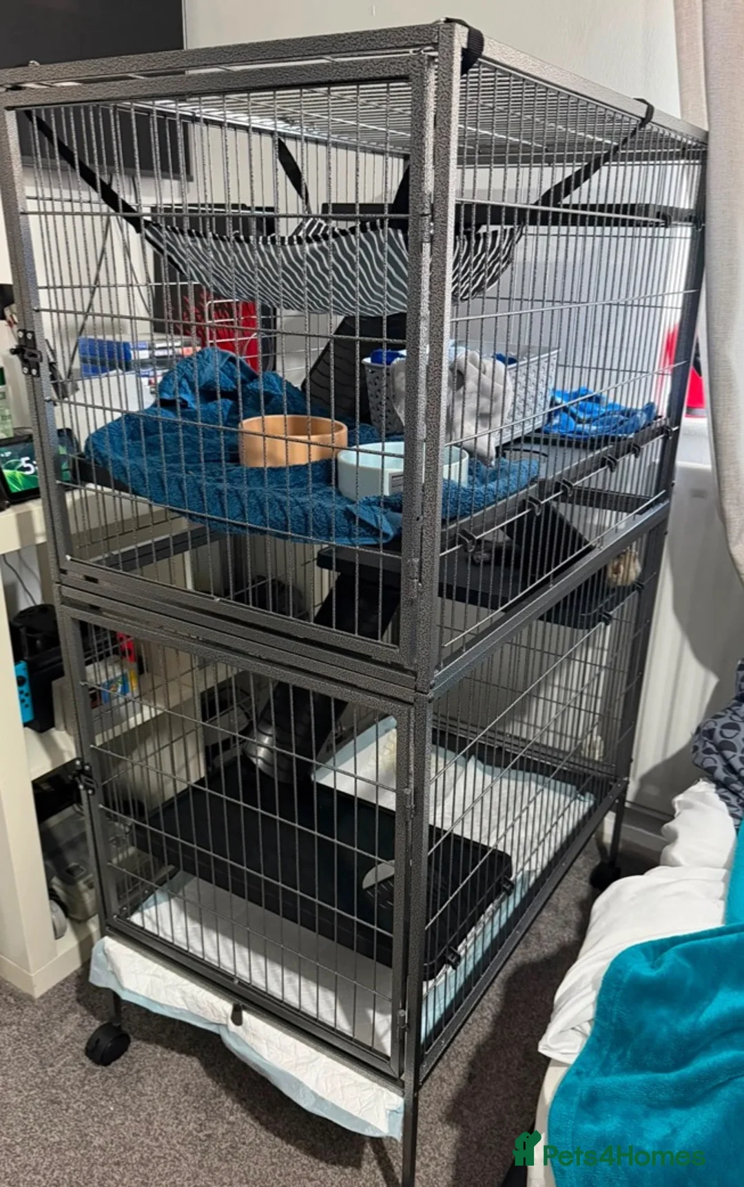 Ferret rodents for sale: 10wk old Male kit and nice cage - Advert 2