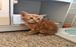 British Shorthair cats for sale: Short haired kittens  - Image 15
