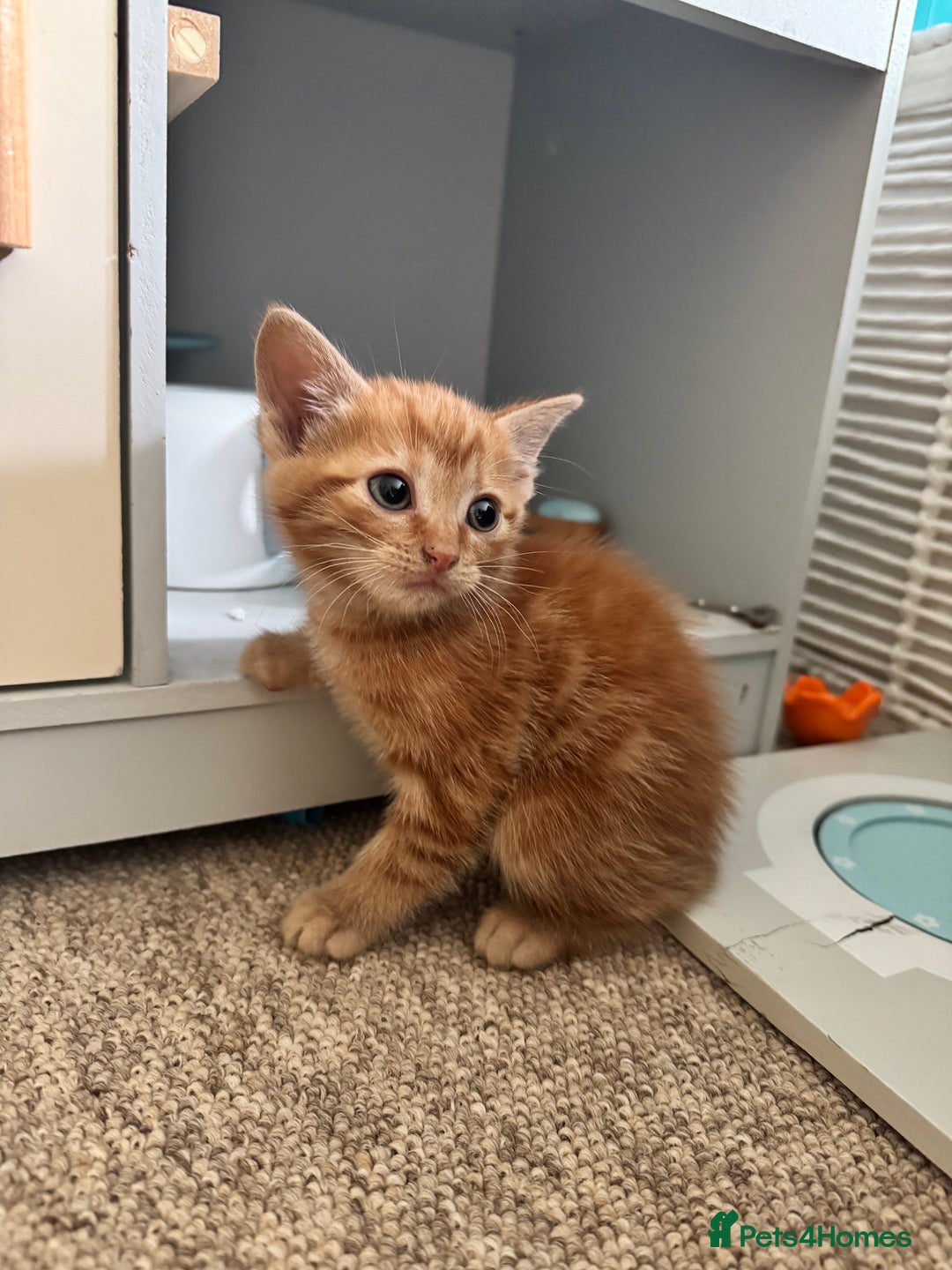 British Shorthair cats for sale: Short haired kittens  - Image 15