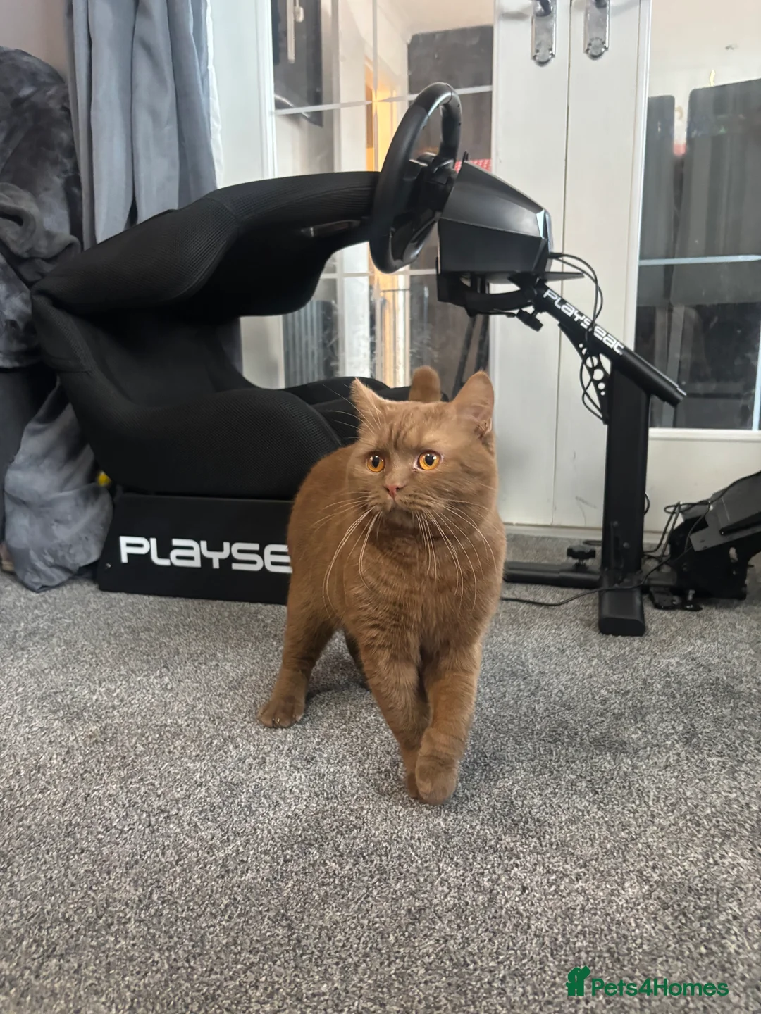 British Shorthair cats for stud: GCCF registered cinnamon British short haired  - Advert 2