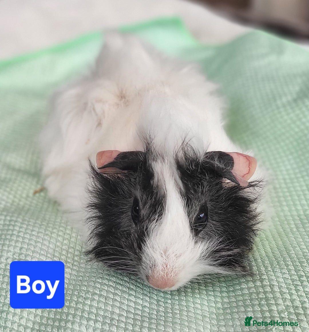 Guinea Pig rodents for sale: 5 Beautiful Baby Guinea pigs for sale  - Image 5