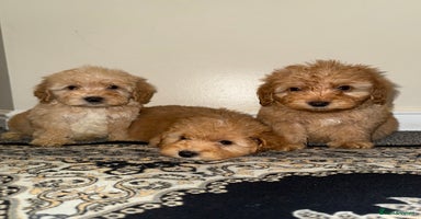 Cockapoo dogs Ready to go adorable cockapoo puppies  - Advert 14