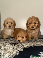 Cockapoo dogs Ready to go adorable cockapoo puppies - Advert 15