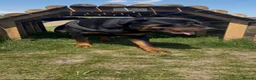 Rottweiler dogs for stud: Male Rottweiler for stud  - Advert 3