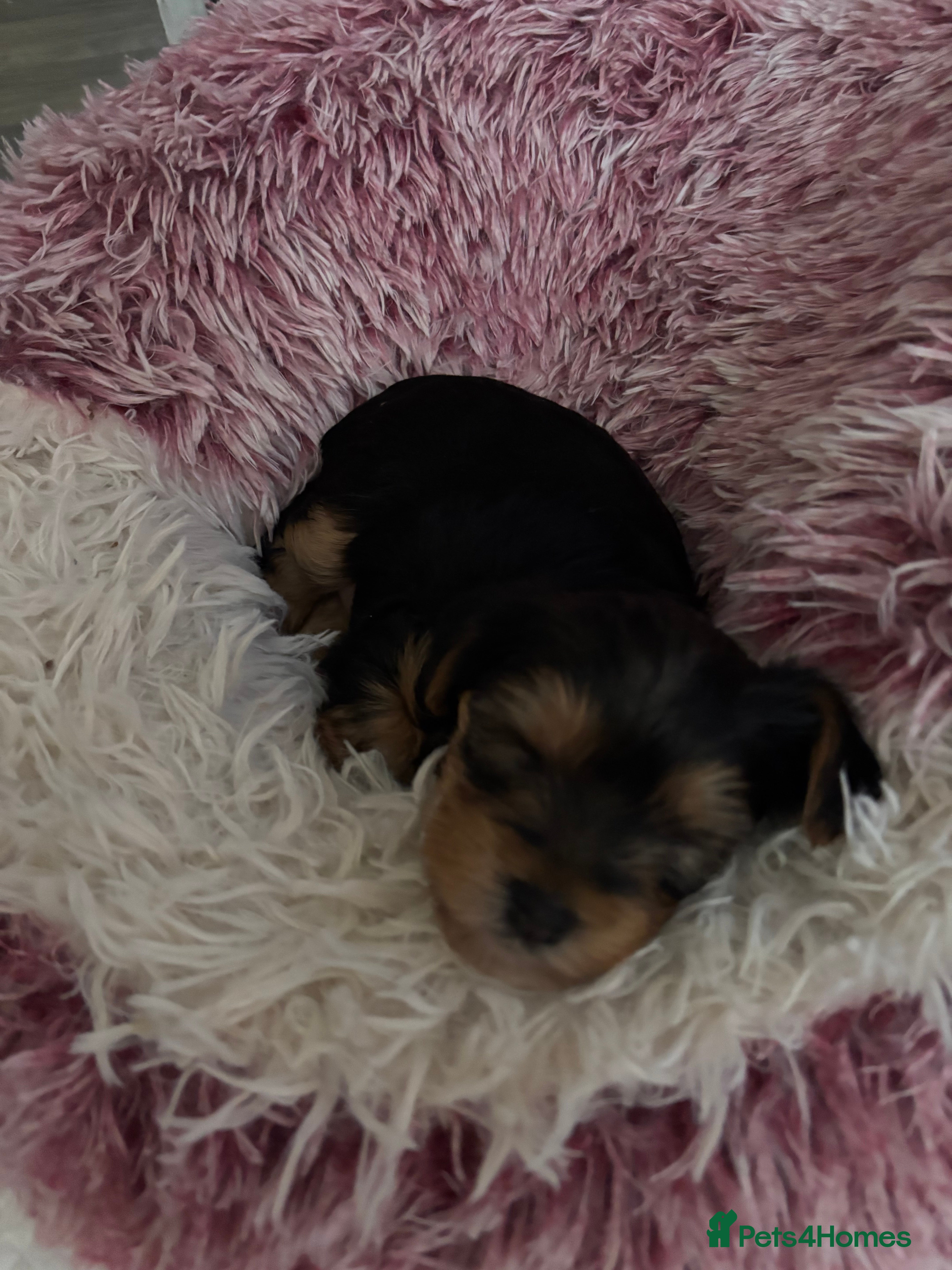 Yorkshire Terrier dogs Yorkie Pups ready from 7th Feb Update boy gone! - Advert 16