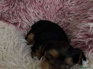 Yorkshire Terrier dogs Yorkie Pups ready from 7th Feb Update boy gone! - Advert 18