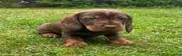 Dachshund dogs for sale: Working wire haired dachshund puppies - Advert 1