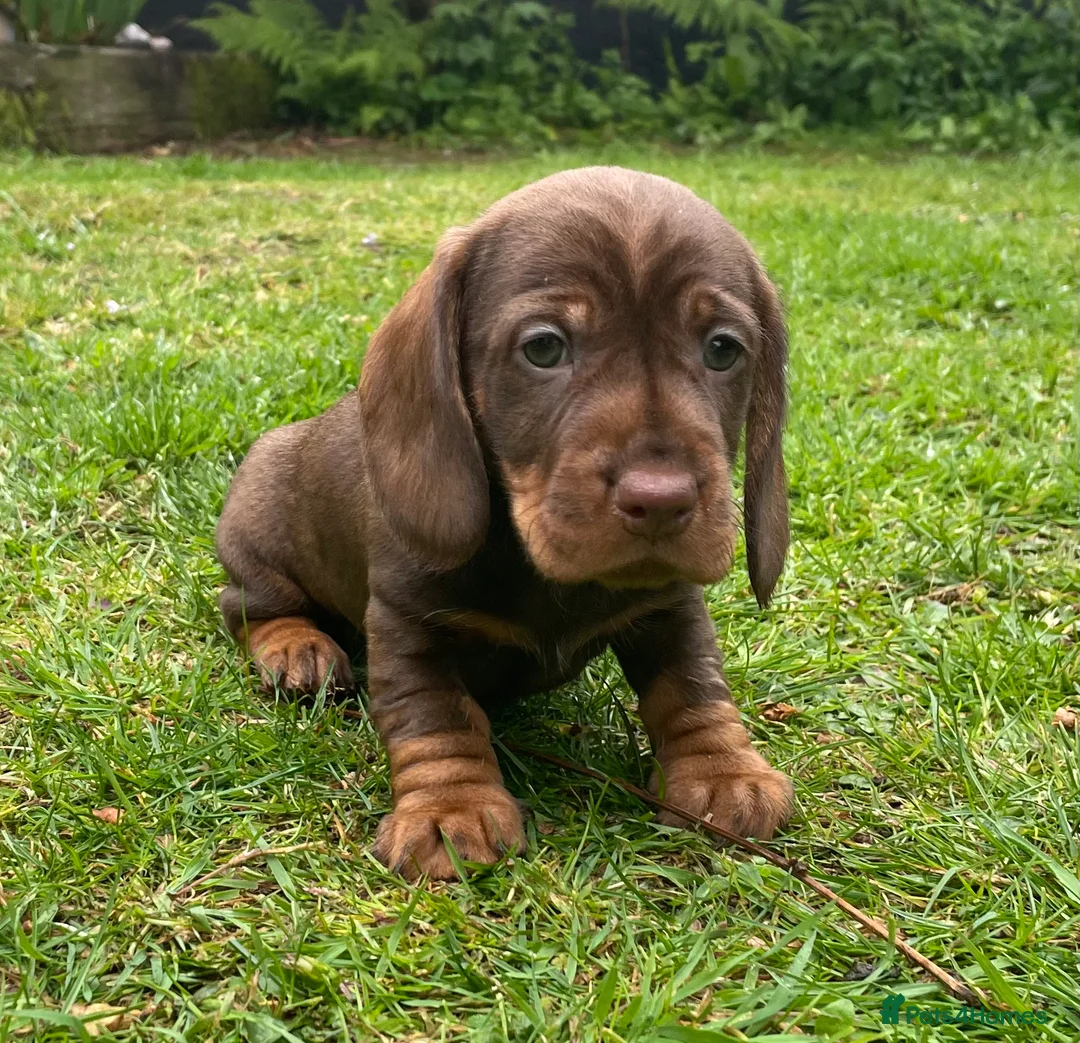 Dachshund dogs for sale: Working wire haired dachshund puppies - Advert 1
