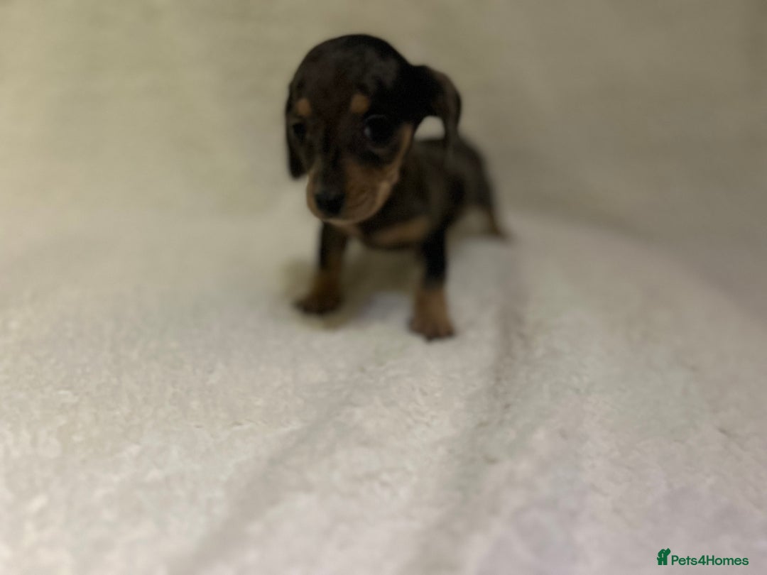 Miniature Dachshund dogs for sale: ****true to type mini dachshund *** - Advert 5
