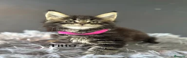 Maine Coon Kitten 2