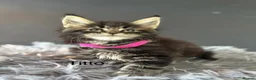 Maine Coon cats for sale: Outstanding Russia lines baby boys  - Advert 20