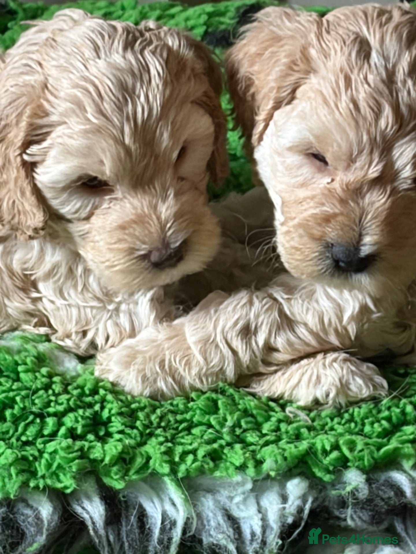 Cockapoo dogs Beautiful F1 cockapoos ready for new homes - Advert 11