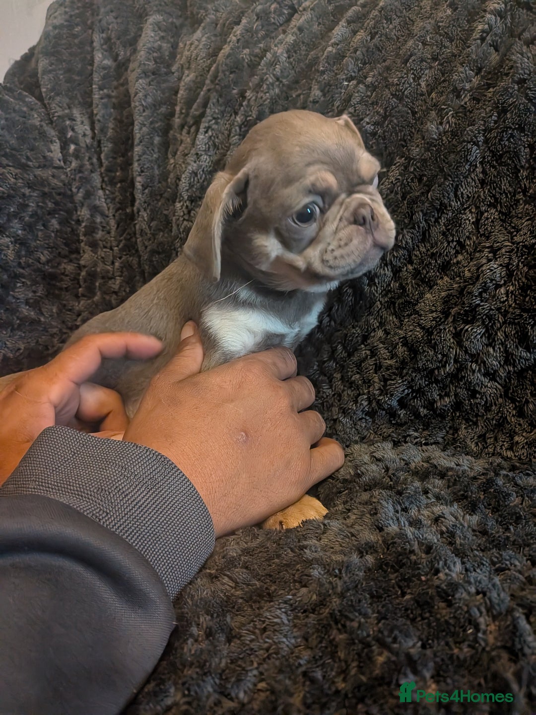 Pug dogs for sale: 2 left quality pug puppies  - Image 6