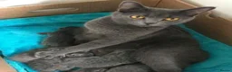 British Shorthair cats for sale: Quality British Shorthair Kittens for Sale - Advert 3