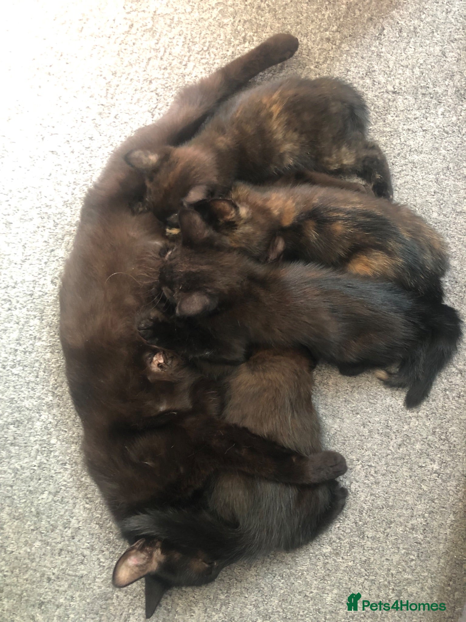Mixed Breed cats 2 Black Males, 2 Tortoiseshell Females For Sale - Advert 1