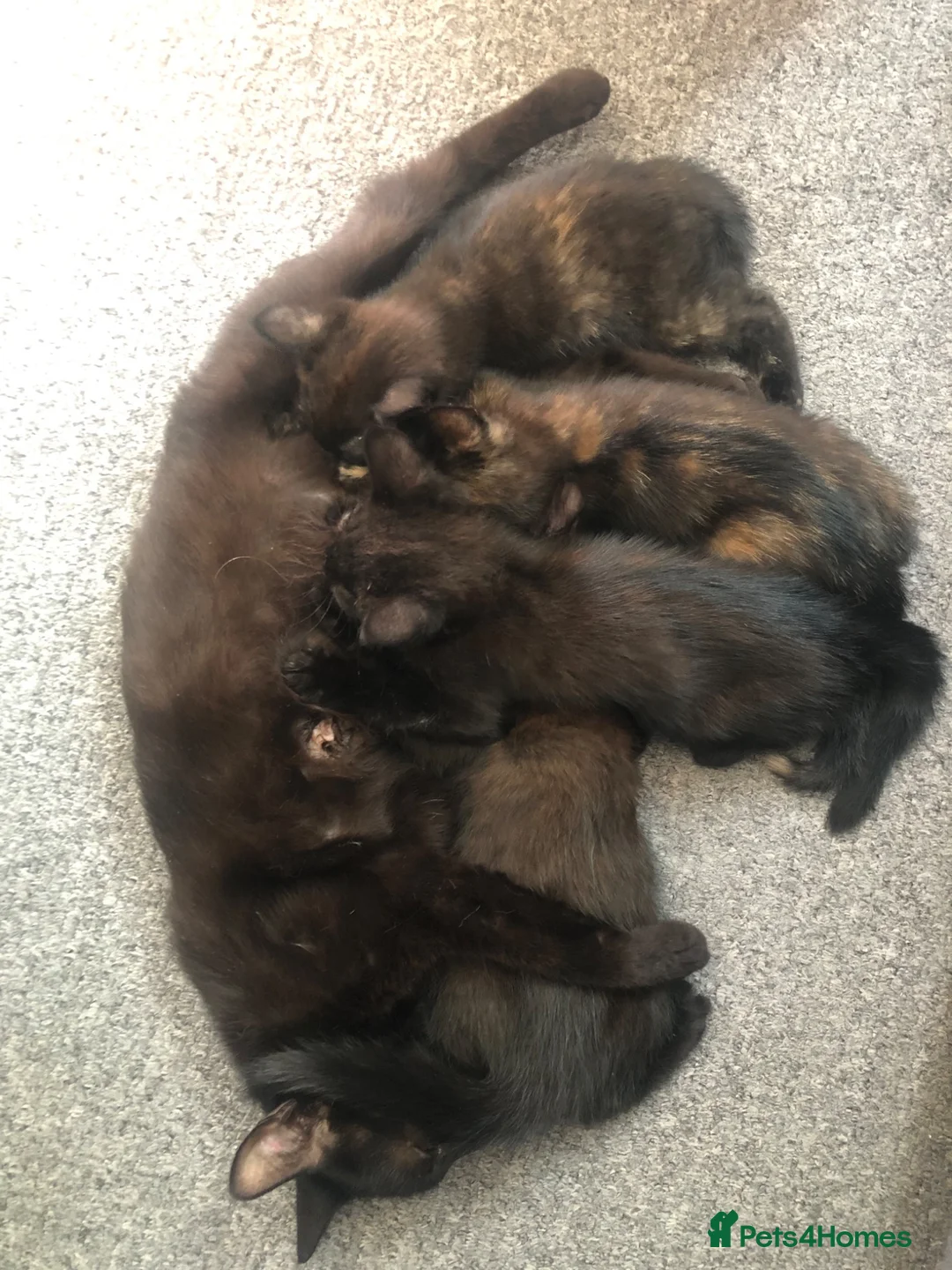 Mixed Breed cats for sale: 2 Black Males, 2 Tortoiseshell Females For Sale - Advert 1
