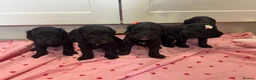Cockapoo dogs for sale: Beautiful f1 cockerpoo puppies for sale  in Maidenhead - Advert 12