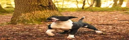 Staffordshire Bull Terrier dogs for sale: Charlie  - Advert 4