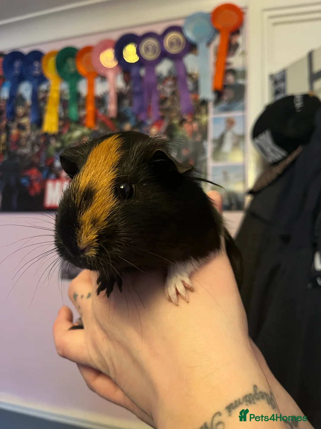 Guinea Pig rodents for sale: guinea pigs!  - Advert 3