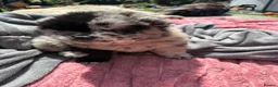 Chow Chow dogs for sale: 3 stunning female Merle & black chows for sale in Grays - Advert 6