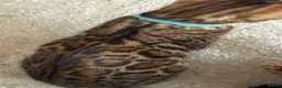 Bengal cats for sale: Pure Pedigree Bengal Kittens - Advert 13