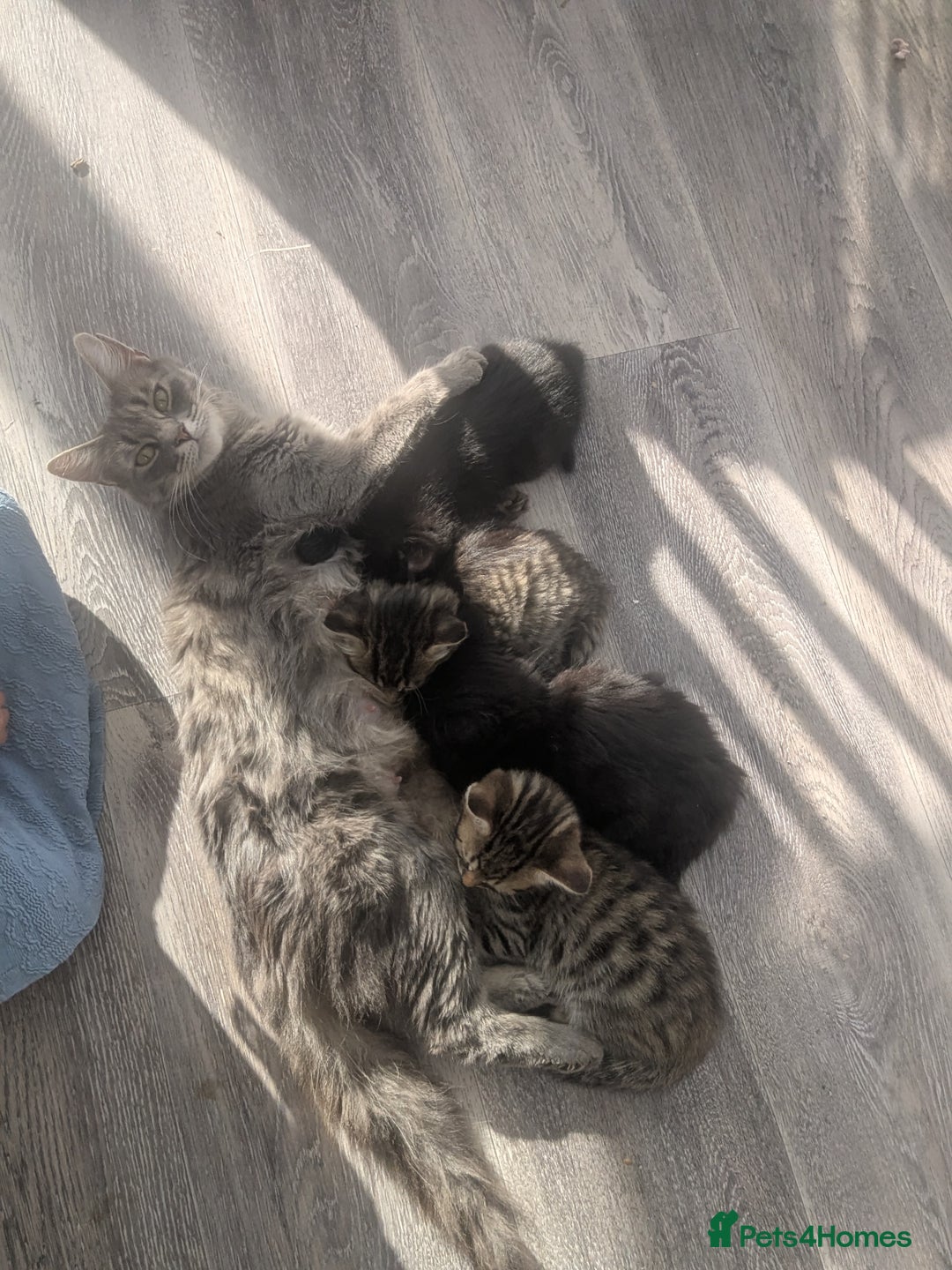 Bengal cats for sale: Ready now! Stunning loving family kittens  - Image 5