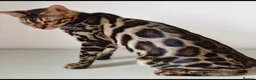 Bengal cats for sale: Pedigree Bengal kittens available. - Advert 2