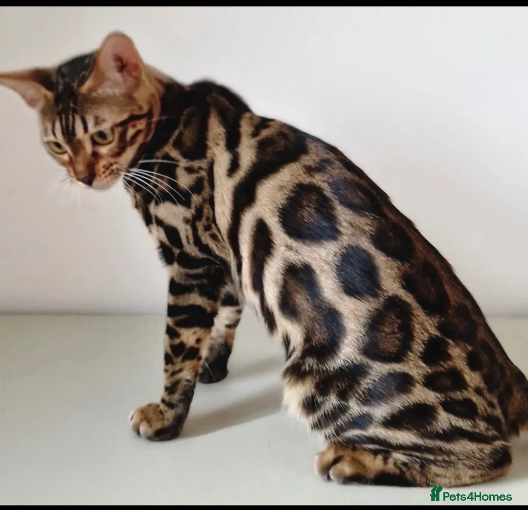 Bengal cats for sale: Pedigree Bengal kittens available. - Advert 2