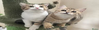 British Shorthair 5