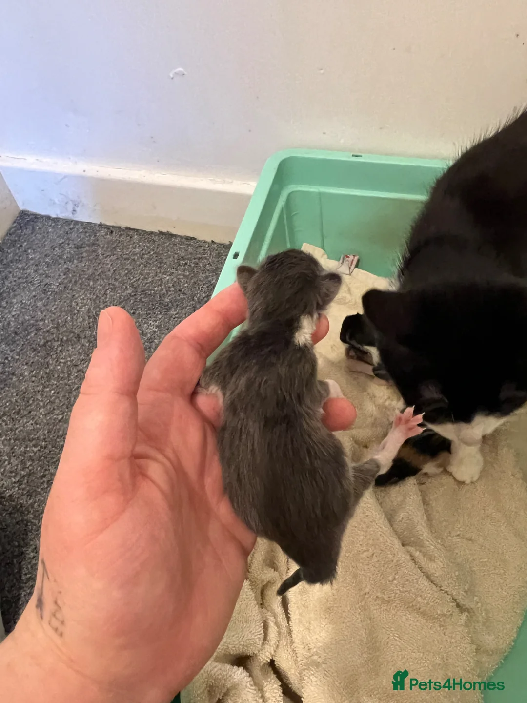 Mixed Breed cats for sale:  7 week old Male grey and white kitten  in Brechin - Advert 2