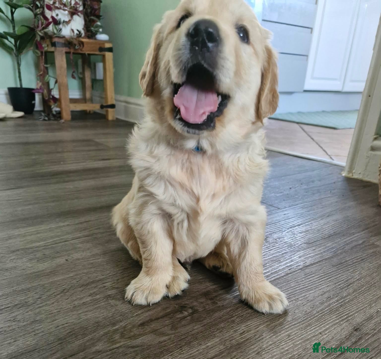 Golden Retriever dogs EXCEPȚIONAL GOLDEN RETRIEVER PUPPIES💙🩷 - Advert 7