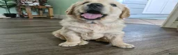 Golden Retriever dogs for sale: 🩷READY NOW  Only one girls left 🩷 - Advert 11