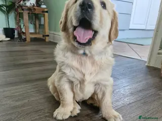 Golden Retriever dogs EXCEPȚIONAL GOLDEN RETRIEVER PUPPIES💙🩷 - Advert 7