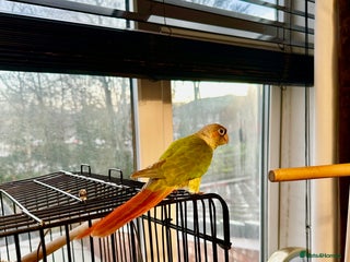 Conures birds Green-cheeked Conure - Advert 1