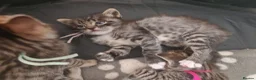 Bengal cats for sale: 1 Female Left!! Ready to leave Bengal Mix Kittens - Advert 17