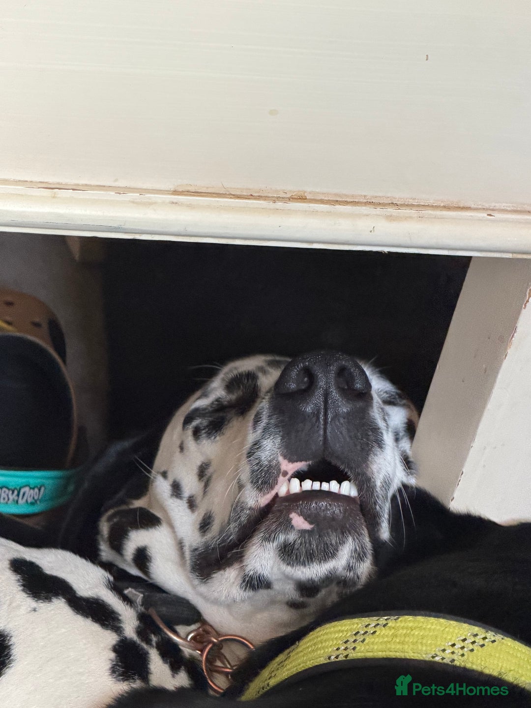 Mixed Breed dogs for sale: Dalmatian cross pointer - Advert 6