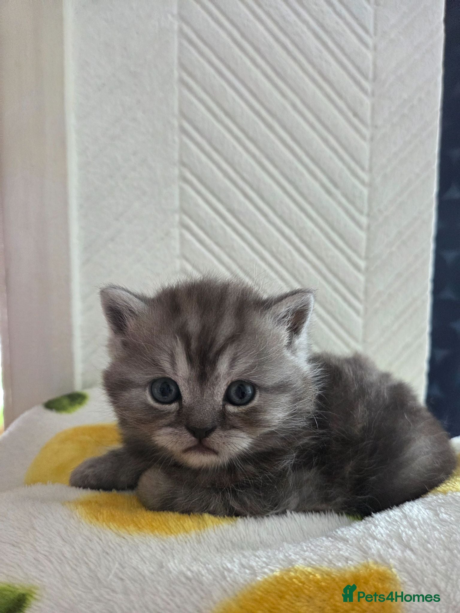 British Longhair cats Beautifull Kittens for sale. - Advert 2