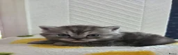 British Longhair cats for sale: Beautifull Kittens for sale. - Advert 1