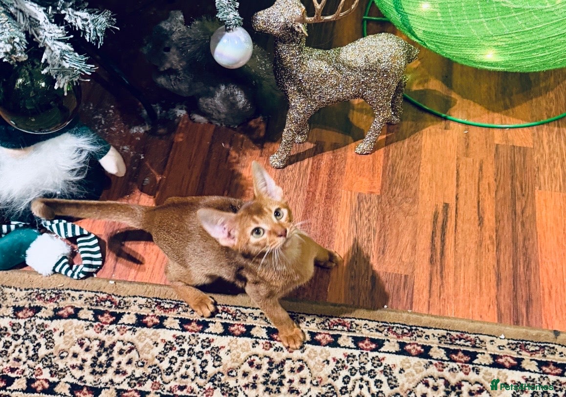 Abyssinian cats 🏆🥇🏵️Top Quality Champion Lines Abyssinian - Advert 1