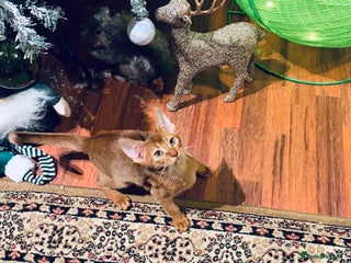 Abyssinian cats 🏆🥇🏵️Top Quality Champion Lines Abyssinian - Advert 1