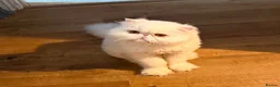 Persian cats for sale: White Persian Male - Advert 1